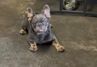  Cherry, a female French Bulldog for sale in Turlock, CA – 1 of 2