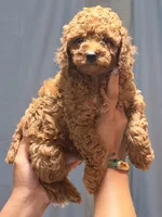Red mini poodle, a male Poodle - Miniature  for sale in Turlock, CA – Photo 3 of 3
