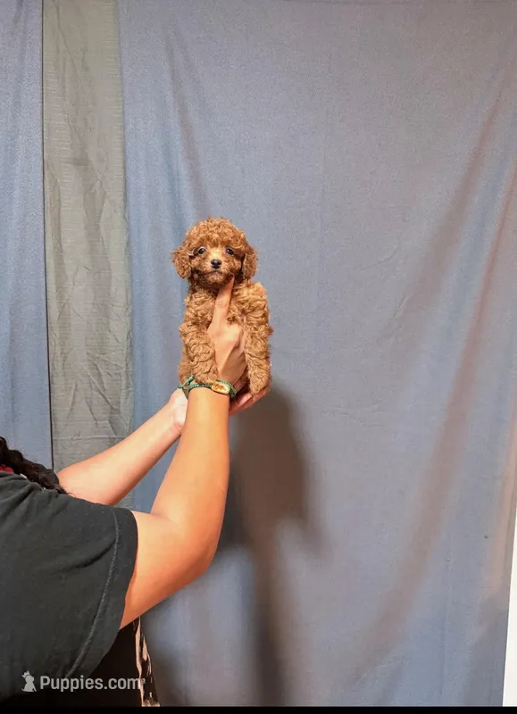 Red mini poodle, a male Poodle - Miniature  for sale in Turlock, CA – Photo 1 of 3