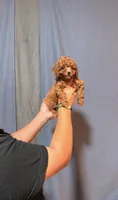 Red mini poodle, a male Poodle - Miniature  for sale in Turlock, CA – Photo 2 of 3