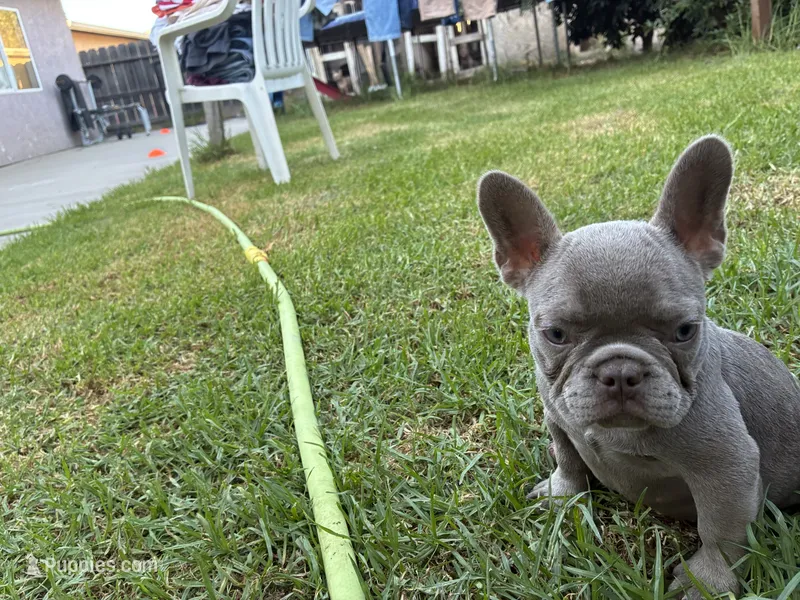 Rose – French Bulldog puppy for sale in Turlock, CA