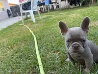 Rose, a female French Bulldog for sale in Turlock, CA – 1 of 2