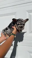 Oreo, a female French Bulldog for sale in Turlock, CA – 3 of 3