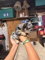 Oreo, a female French Bulldog for sale in Turlock, CA – 2 of 2