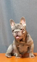 Chanel, a female French Bulldog for sale in Turlock, CA – 1 of 2