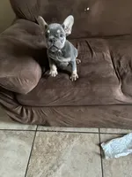 Rocky, a male French Bulldog for sale in Turlock, CA – 2 of 3