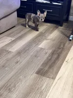 Prada, a female French Bulldog for sale in Turlock, CA – 3 of 3