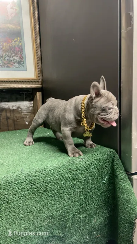Rex – French Bulldog puppy for sale in Turlock, CA