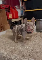 Purple , a female French Bulldog for sale in Turlock, CA – 2 of 3