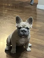 Strawberry, a female French Bulldog for sale in Turlock, CA – 1 of 3