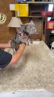 Chloe, a female French Bulldog for sale in Turlock, CA – 2 of 5