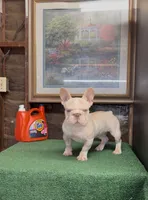 Chickis , a female French Bulldog for sale in Turlock, CA – 2 of 3