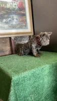 Mufaza, a male French Bulldog for sale in Turlock, CA – 1 of 2