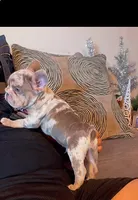 Rocky, a male French Bulldog for sale in Turlock, CA – Photo 2 of 3