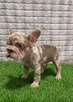 Rocky, a male French Bulldog for sale in Turlock, CA – Photo 1 of 3