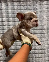 Rocky, a male French Bulldog for sale in Turlock, CA – Photo 3 of 3