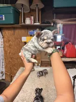 Honey, a female French Bulldog for sale in Turlock, CA – 3 of 3