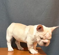 Chickis, a female French Bulldog for sale in Turlock, CA – 3 of 3