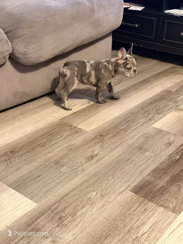 Prada – French Bulldog puppy for sale in Turlock, CA