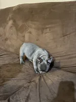 Rex, a male French Bulldog for sale in Turlock, CA – 2 of 2