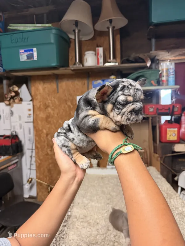 Oreo – French Bulldog puppy for sale in Turlock, CA