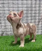 Kobe, a male French Bulldog for sale in Turlock, CA – Photo 2 of 3