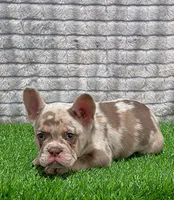 Kobe, a male French Bulldog for sale in Turlock, CA – Photo 1 of 3