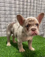 Kobe, a male French Bulldog for sale in Turlock, CA – Photo 3 of 3