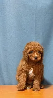 Red mini poodle, a male Poodle - Miniature  for sale in Turlock, CA – 2 of 4
