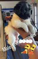 Bubbles and boots, a male French Spaniel for sale in Turlock, CA – Photo 2 of 2