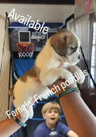 Bubbles and boots, a male French Spaniel for sale in Turlock, CA – Photo 1 of 2