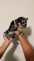 Oreo, a female French Bulldog for sale in Turlock, CA – 2 of 3