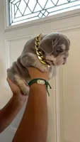 Gucci, a male French Bulldog for sale in Turlock, CA – 3 of 4
