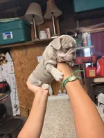 Gucci, a male French Bulldog for sale in Turlock, CA – 2 of 2