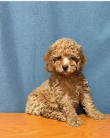 Red mini poodle, a male Poodle - Miniature  for sale in Turlock, CA – 4 of 4