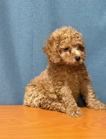 Red mini poodle, a male Poodle - Miniature  for sale in Turlock, CA – 2 of 3