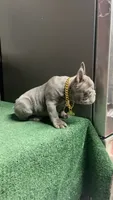 Rex, a male French Bulldog for sale in Turlock, CA – 3 of 3