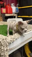 Teddy, a male French Bulldog for sale in Turlock, CA – 2 of 5