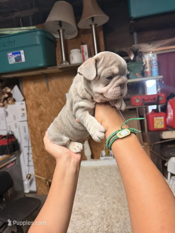 Gucci – French Bulldog puppy for sale in Turlock, CA