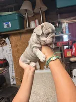 Gucci, a male French Bulldog for sale in Turlock, CA – 1 of 2