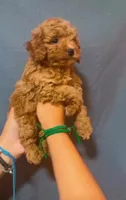 Red mini poodle, a male Poodle - Miniature  for sale in Turlock, CA – 1 of 4