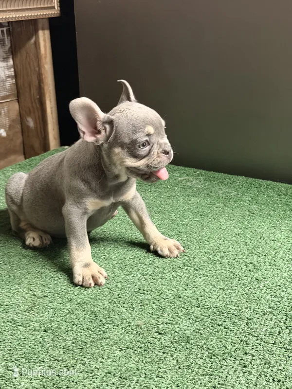 Grey – French Bulldog puppy for sale in Turlock, CA
