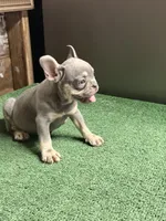 Grey, a male French Bulldog for sale in Turlock, CA – 1 of 2