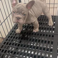Mufasa JR, a male French Bulldog for sale in Turlock, CA – Photo 2 of 2
