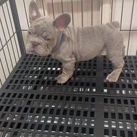Mufasa JR, a male French Bulldog for sale in Turlock, CA – Photo 1 of 2