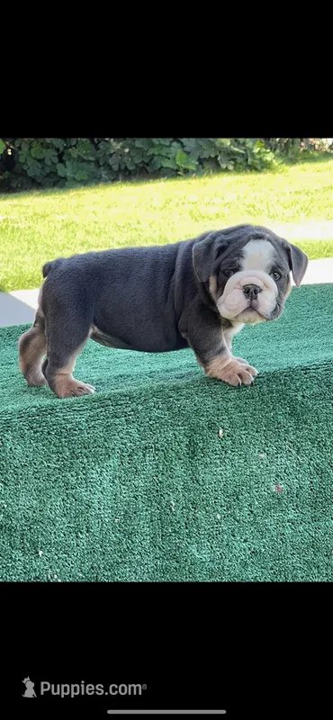 Potato, a female English Bulldog for sale in Turlock, CA – Photo 1 of 3