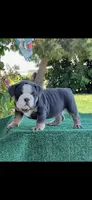 Potato, a female English Bulldog for sale in Turlock, CA – Photo 3 of 3