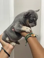 Rocky , a male French Bulldog for sale in Turlock, CA – 2 of 2