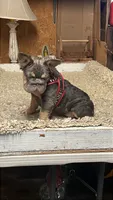 Strawberry, a female French Bulldog for sale in Turlock, CA – 3 of 5