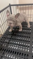 Mufasa Junior, a male French Bulldog for sale in Turlock, CA – 2 of 2